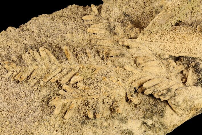 Fossil Pine Branches and Leaves In Travertine - Austria #113061